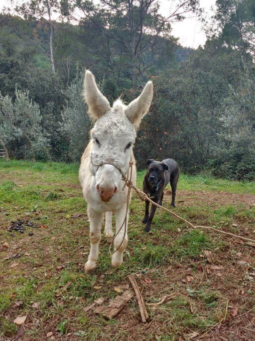 Cottage Eco-Friendly Barcelona Country Side La Garriga Bagian luar foto