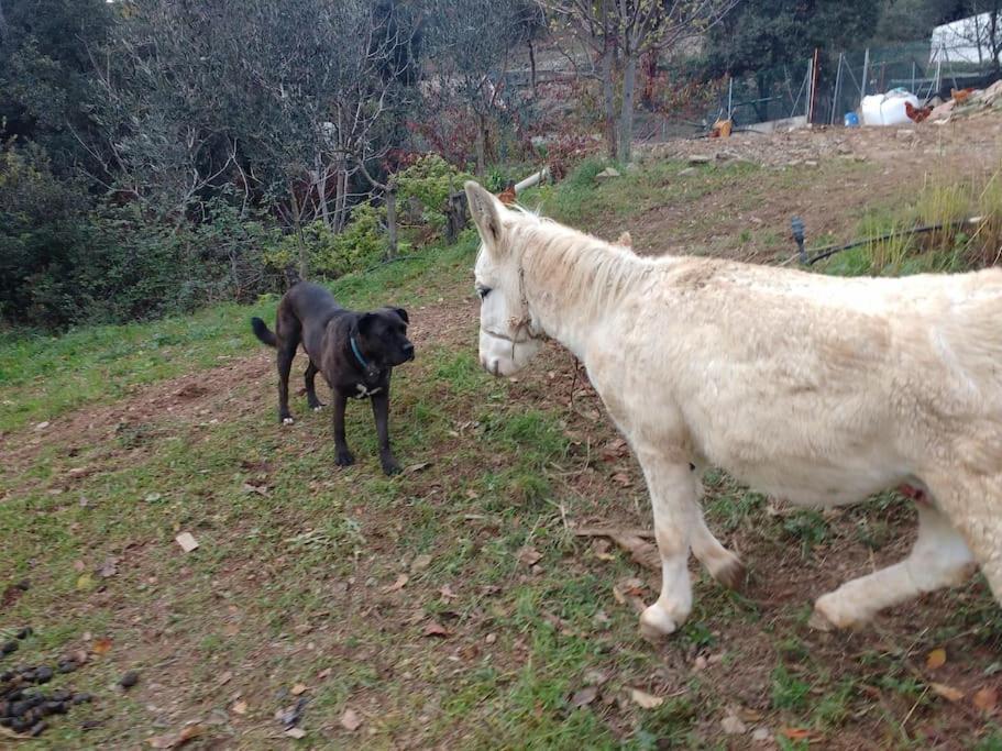 Cottage Eco-Friendly Barcelona Country Side La Garriga Bagian luar foto
