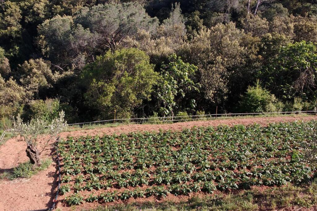 Cottage Eco-Friendly Barcelona Country Side La Garriga Bagian luar foto